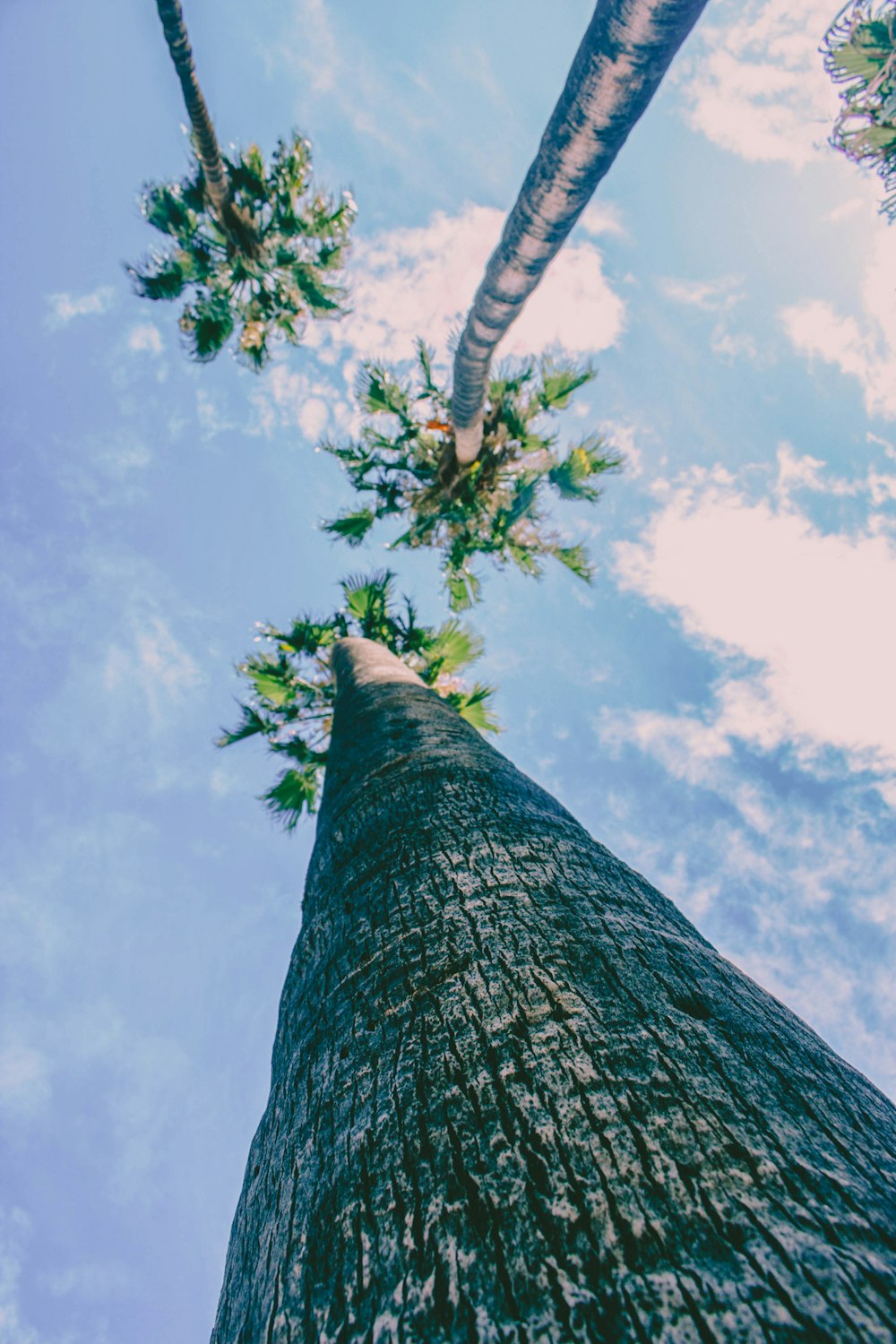looking up at a tall palm tree from below