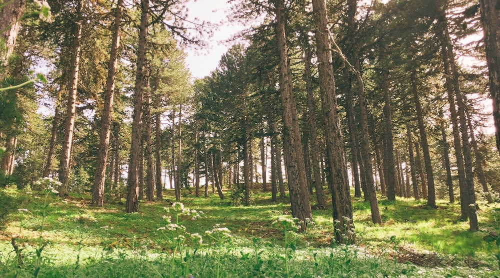 green grass field with trees