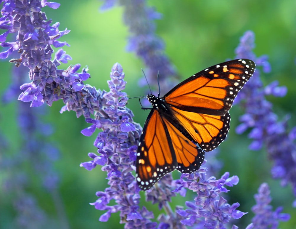 mariposa monarca encaramada en flor morada en fotografía de cerca durante el día