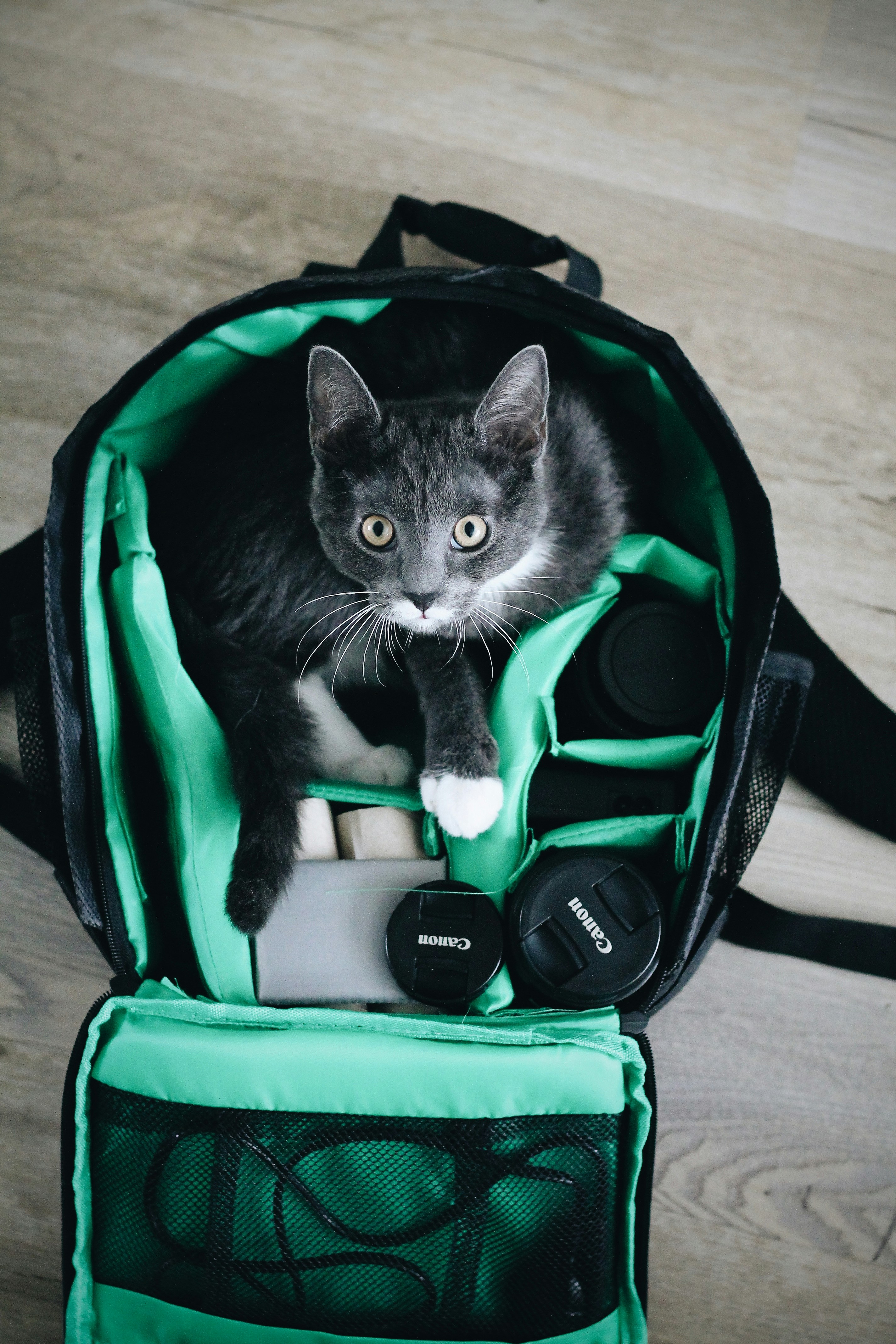 Un chat assis à l’intérieur d’un sac à dos vert