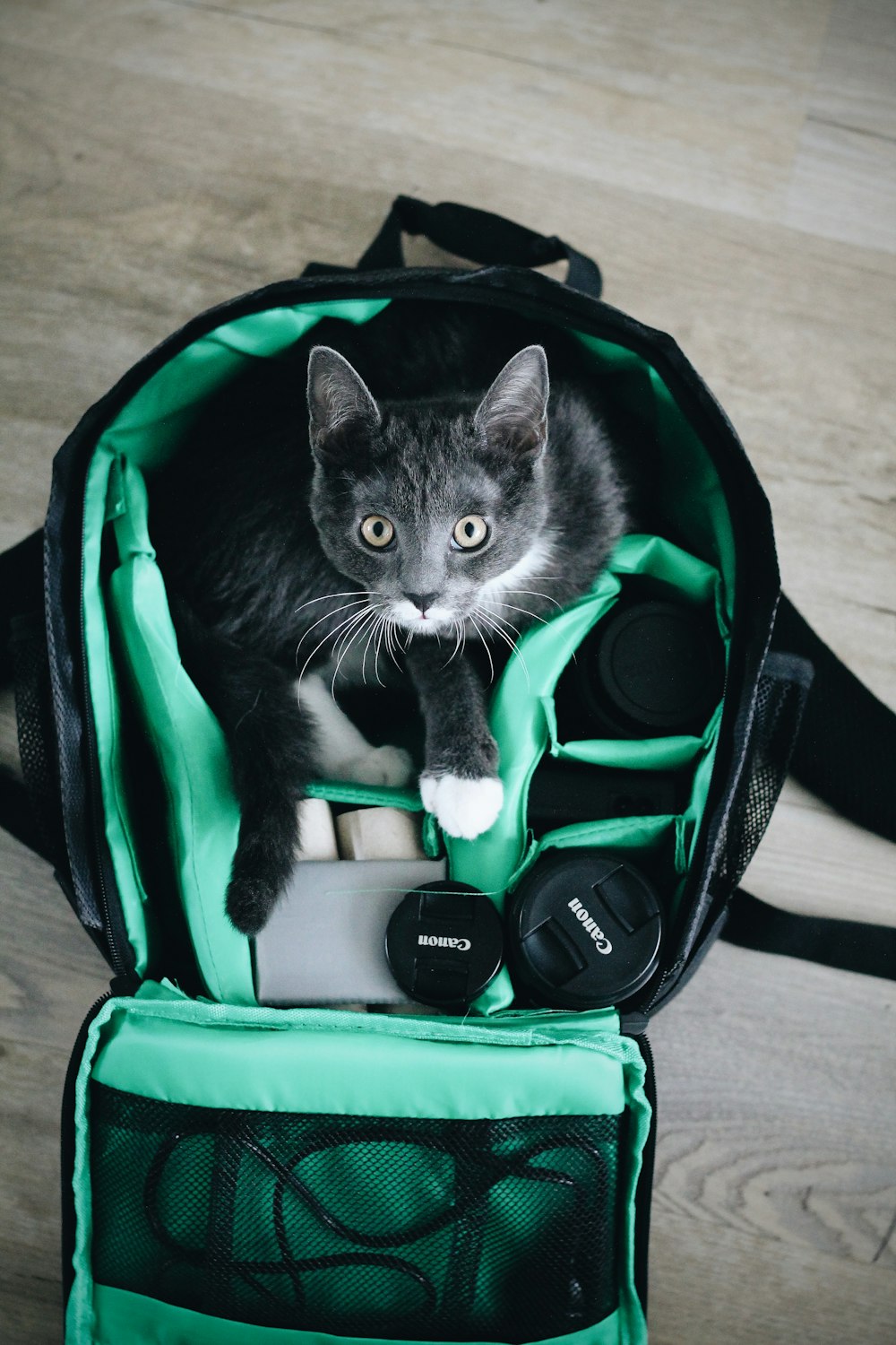 a cat sitting inside of a green backpack