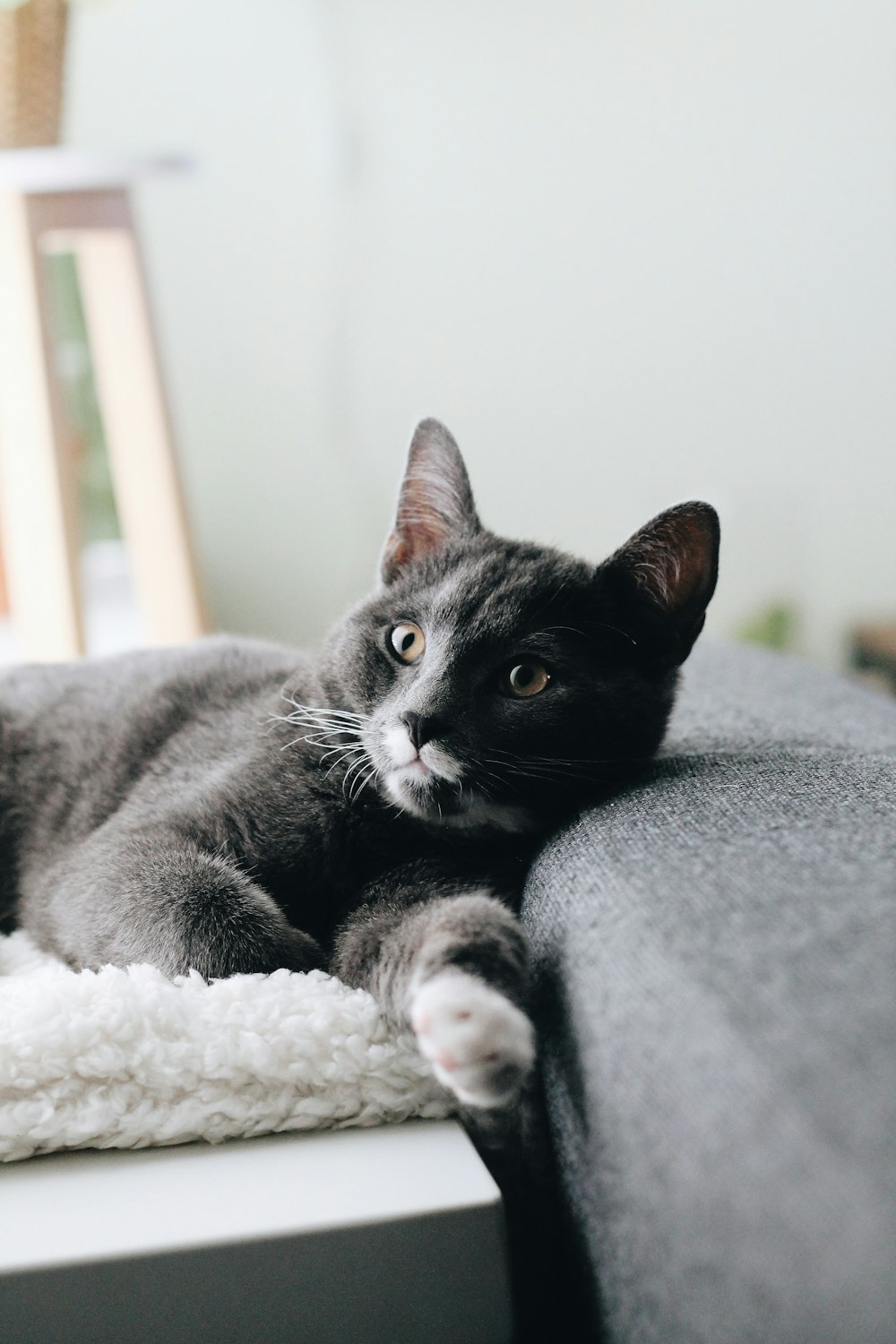 gatto in bianco e nero su tessuto grigio