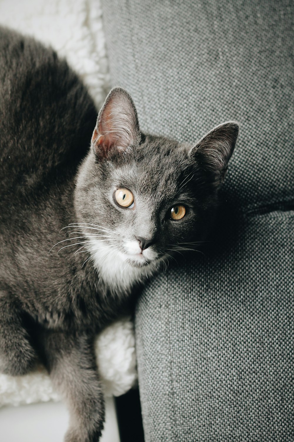 black and white cat on gray textile