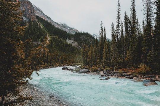 green pine trees beside river under white clouds during daytime in Takakkaw Falls Canada