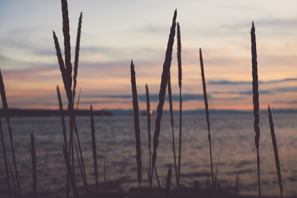 brown grass near body of water during sunset
