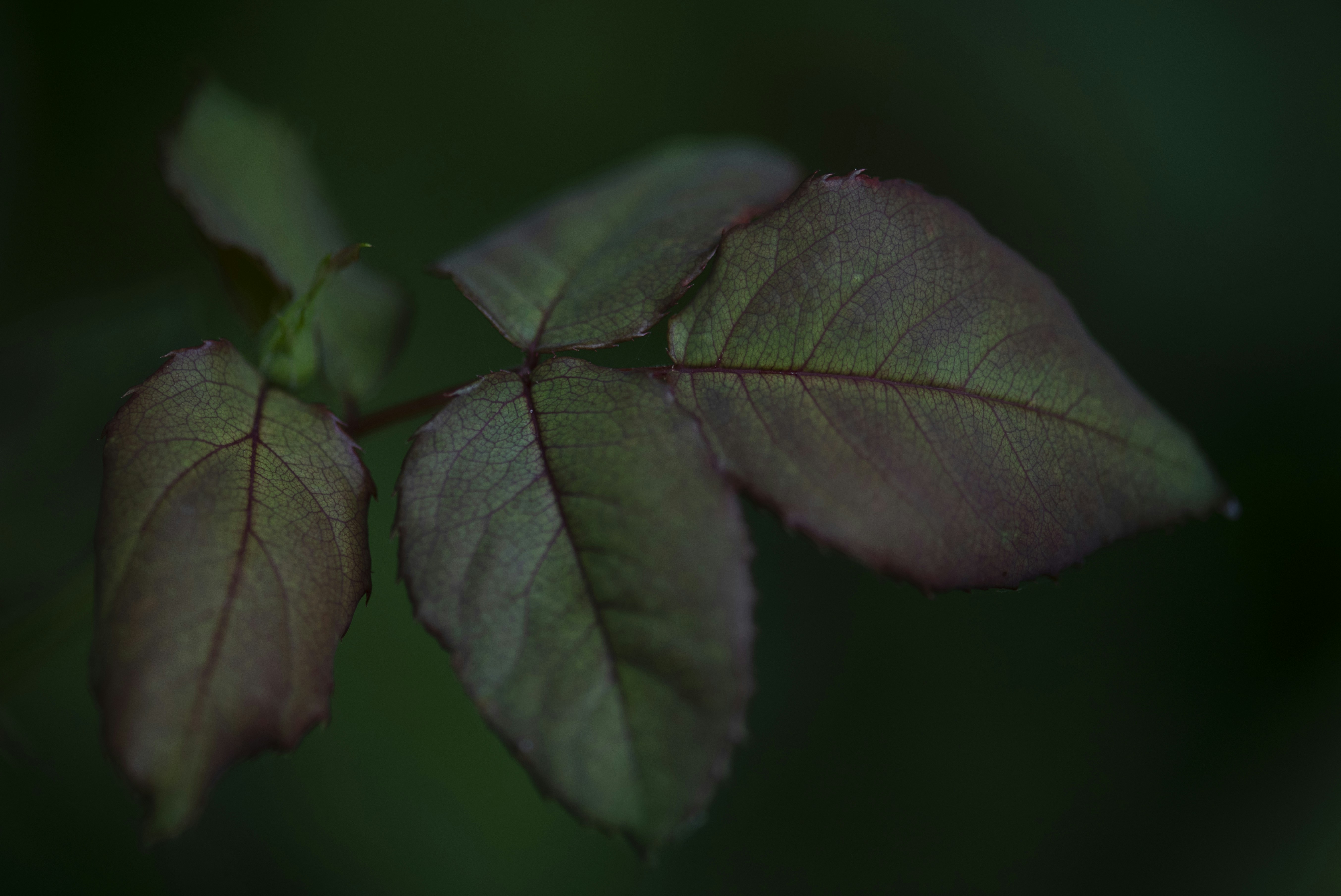 Photo by magdazatari