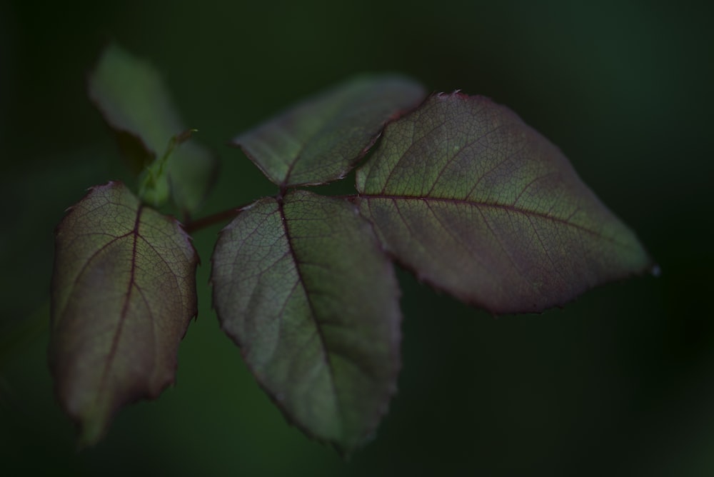 green leaf in close up photography