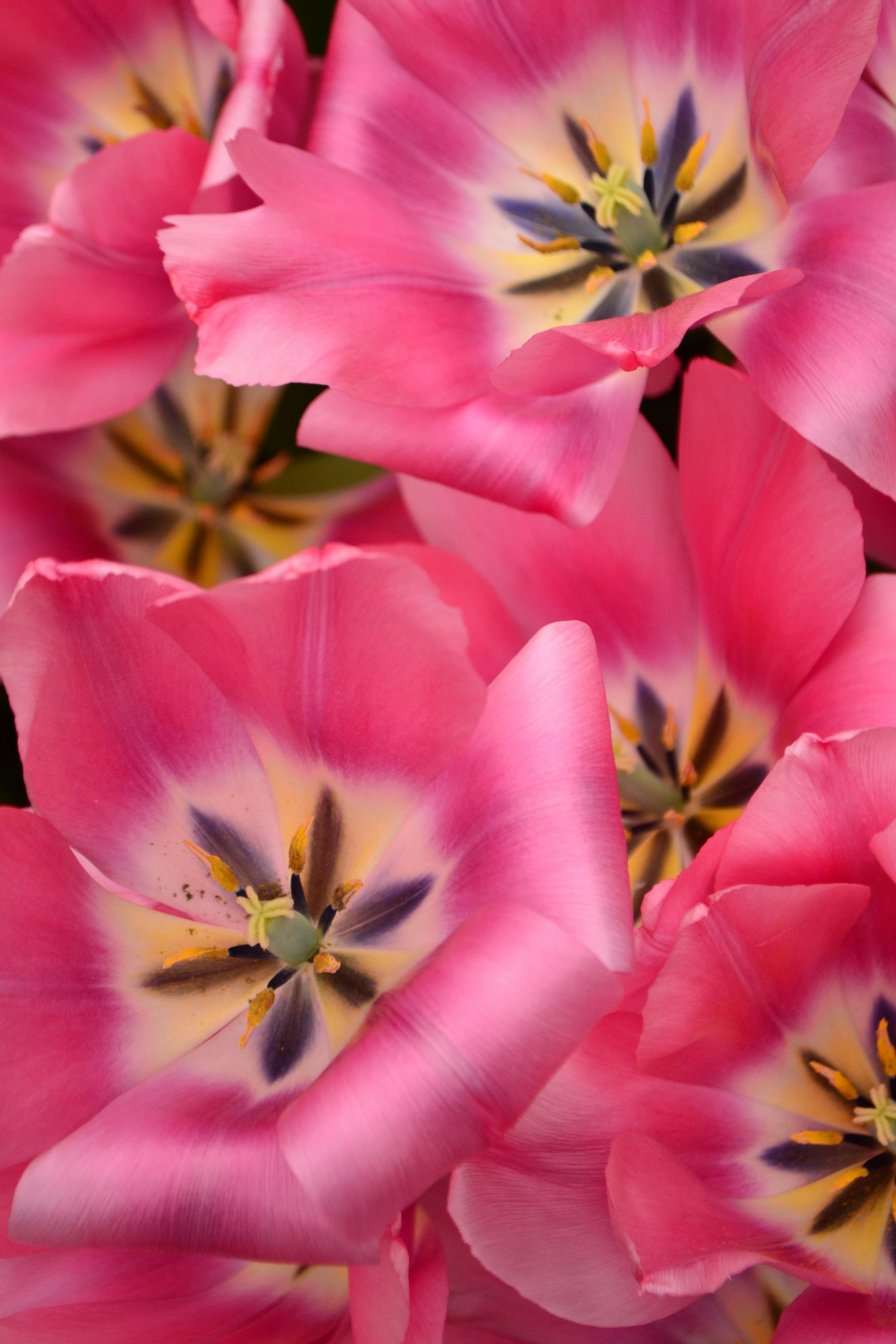 Photo by lady_vermillion