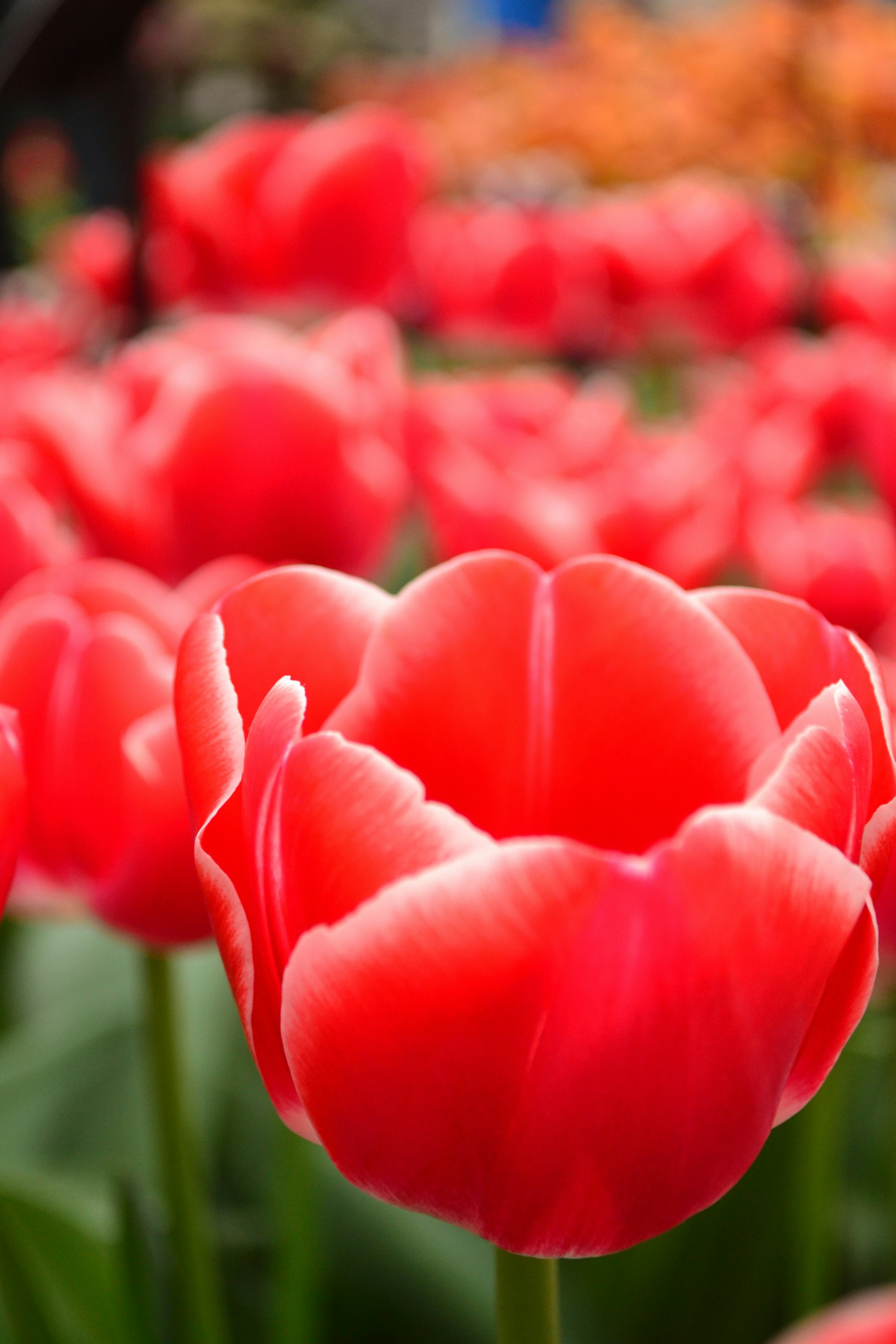 Photo by lady_vermillion