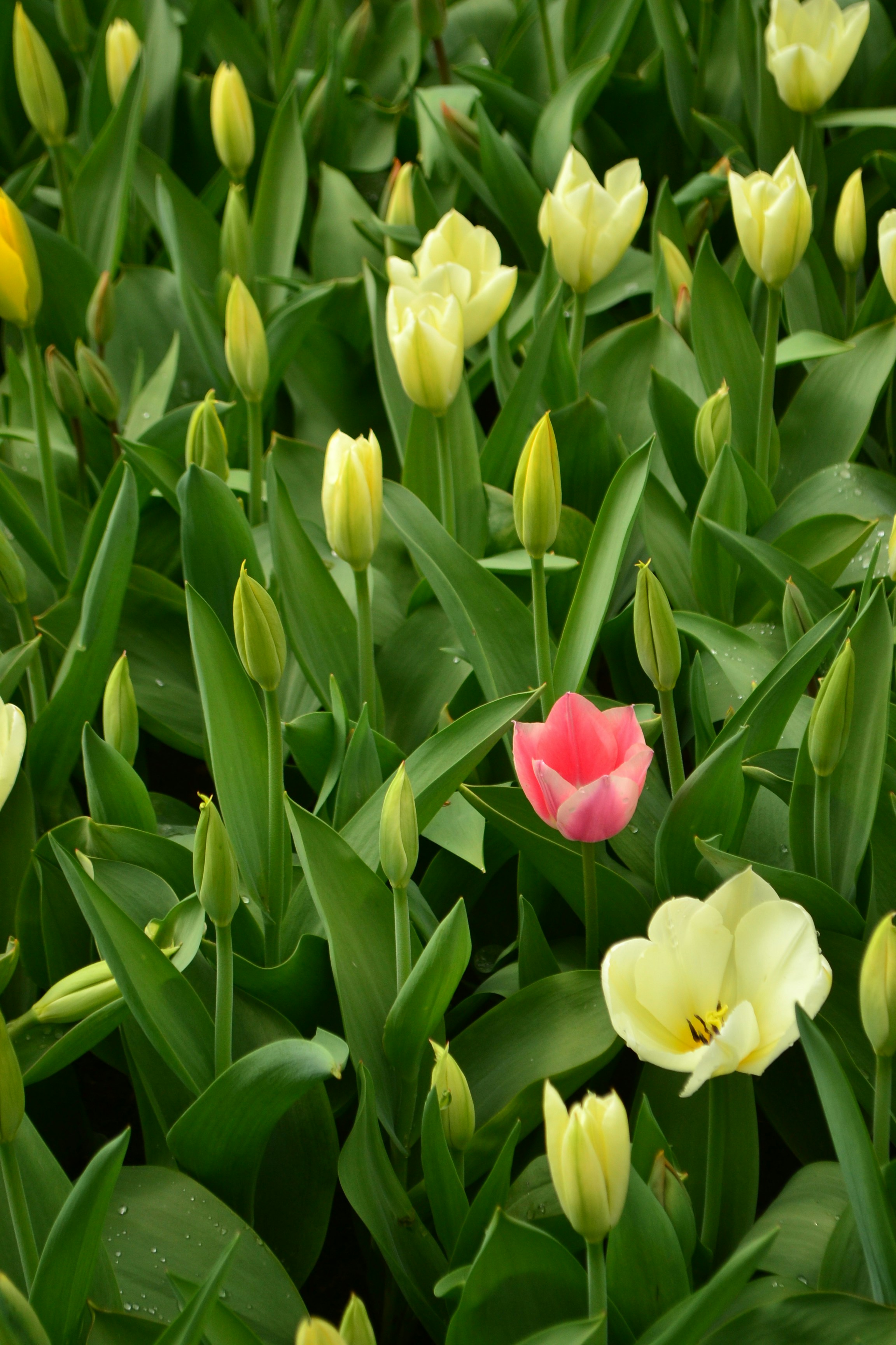 Photo by lady_vermillion