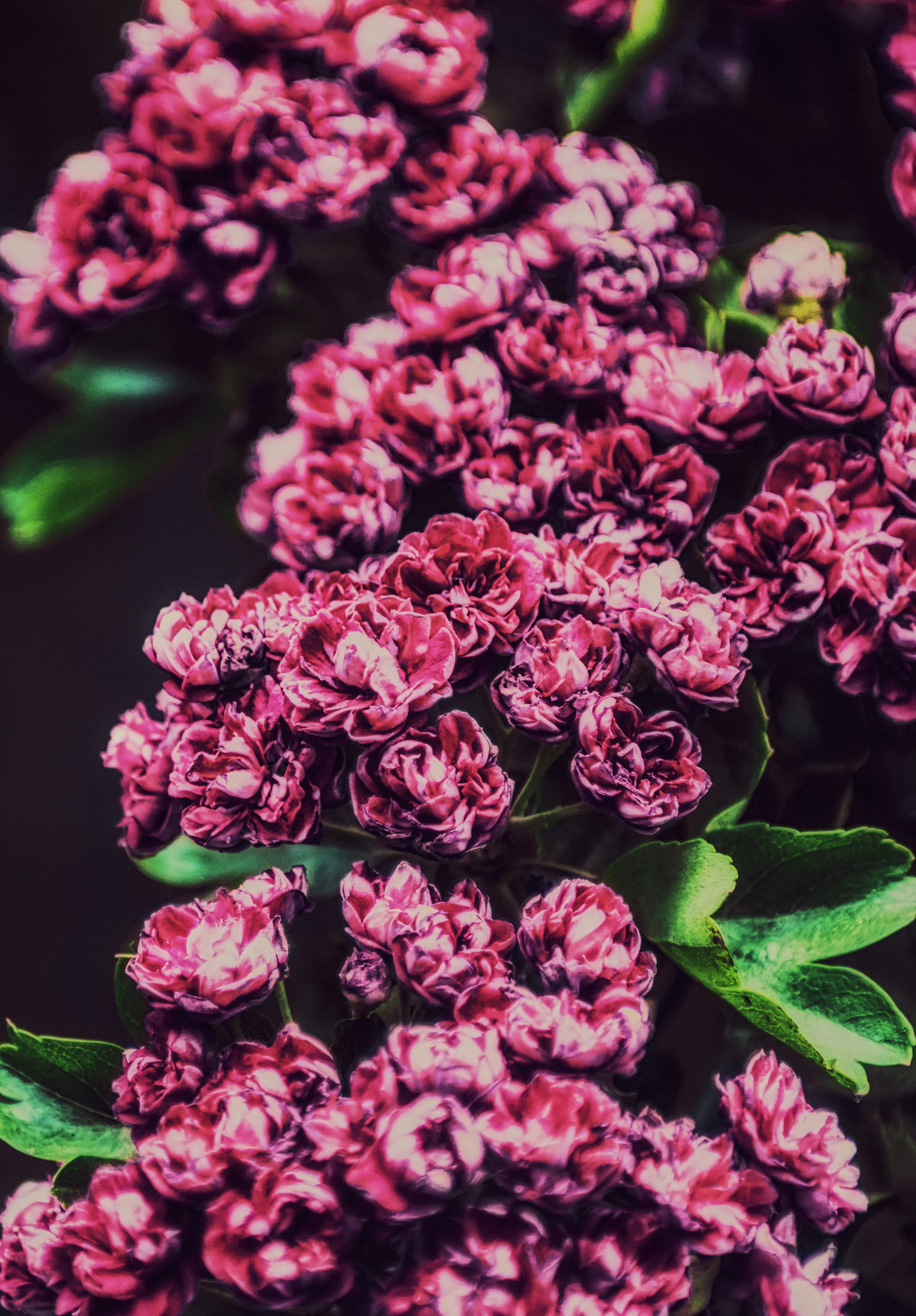 pink flowers with green leaves