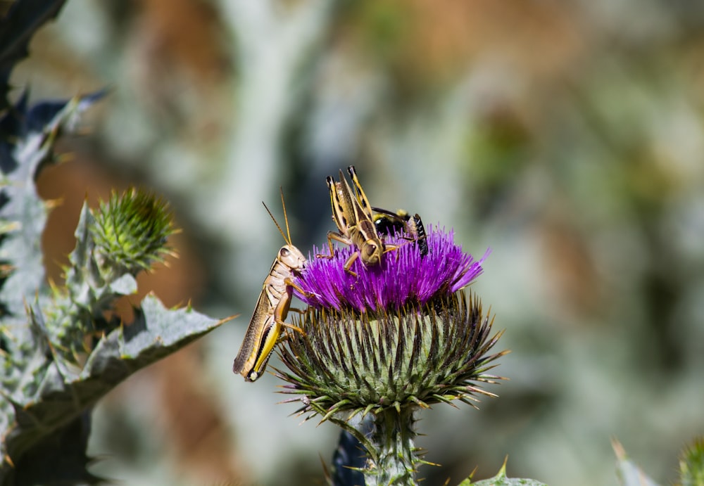 brown grasshopper perched on purple flower in close up photography during daytime