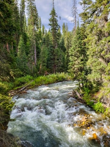 A vibrant forest scene with a flowing river and community members planting trees together.
