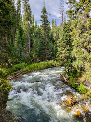 A vibrant forest scene with a flowing river and community members planting trees together.