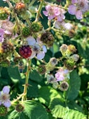 A close-up view of blackberry flowers and unripe berries, with a bee hovering nearby. The flowers are pale pink with detailed stamens, while the berries range from green to partially red. The background consists of lush green foliage, illuminated by sunlight.