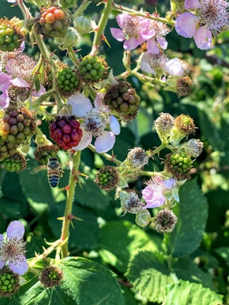 A close-up view of blackberry flowers and unripe berries, with a bee hovering nearby. The flowers are pale pink with detailed stamens, while the berries range from green to partially red. The background consists of lush green foliage, illuminated by sunlight.