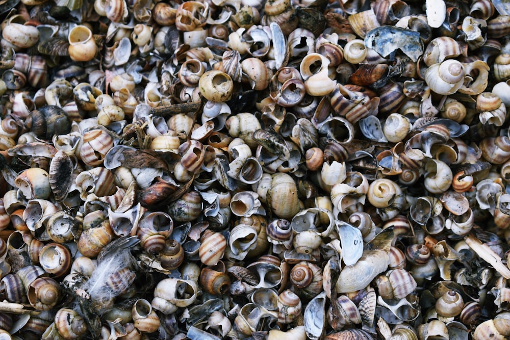 brown and black seashells on white sand during daytime