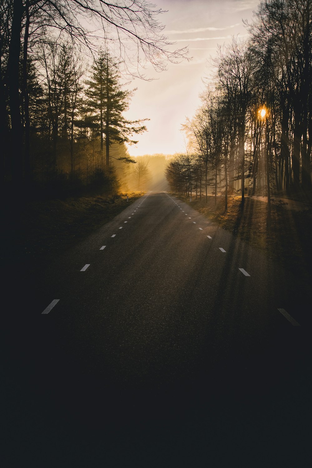 silhouette of trees during sunset