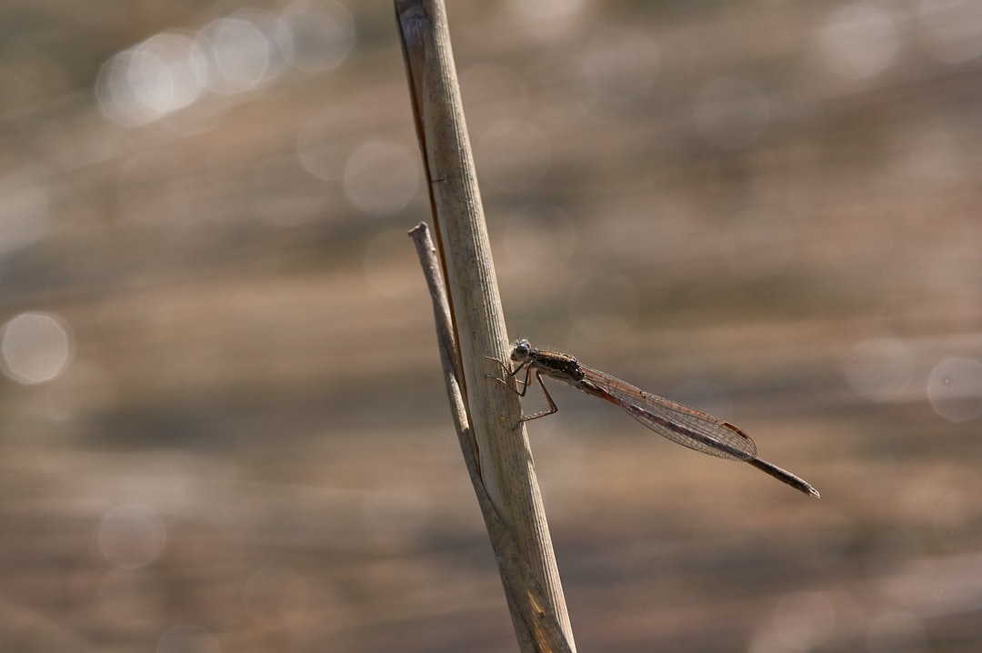 brown dragonfly perched on gray stick in close up photography during daytime