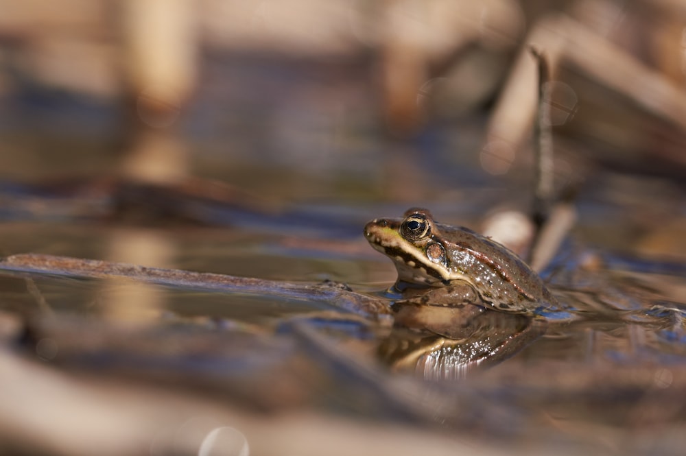 grenouille brune sur l’eau pendant la journée