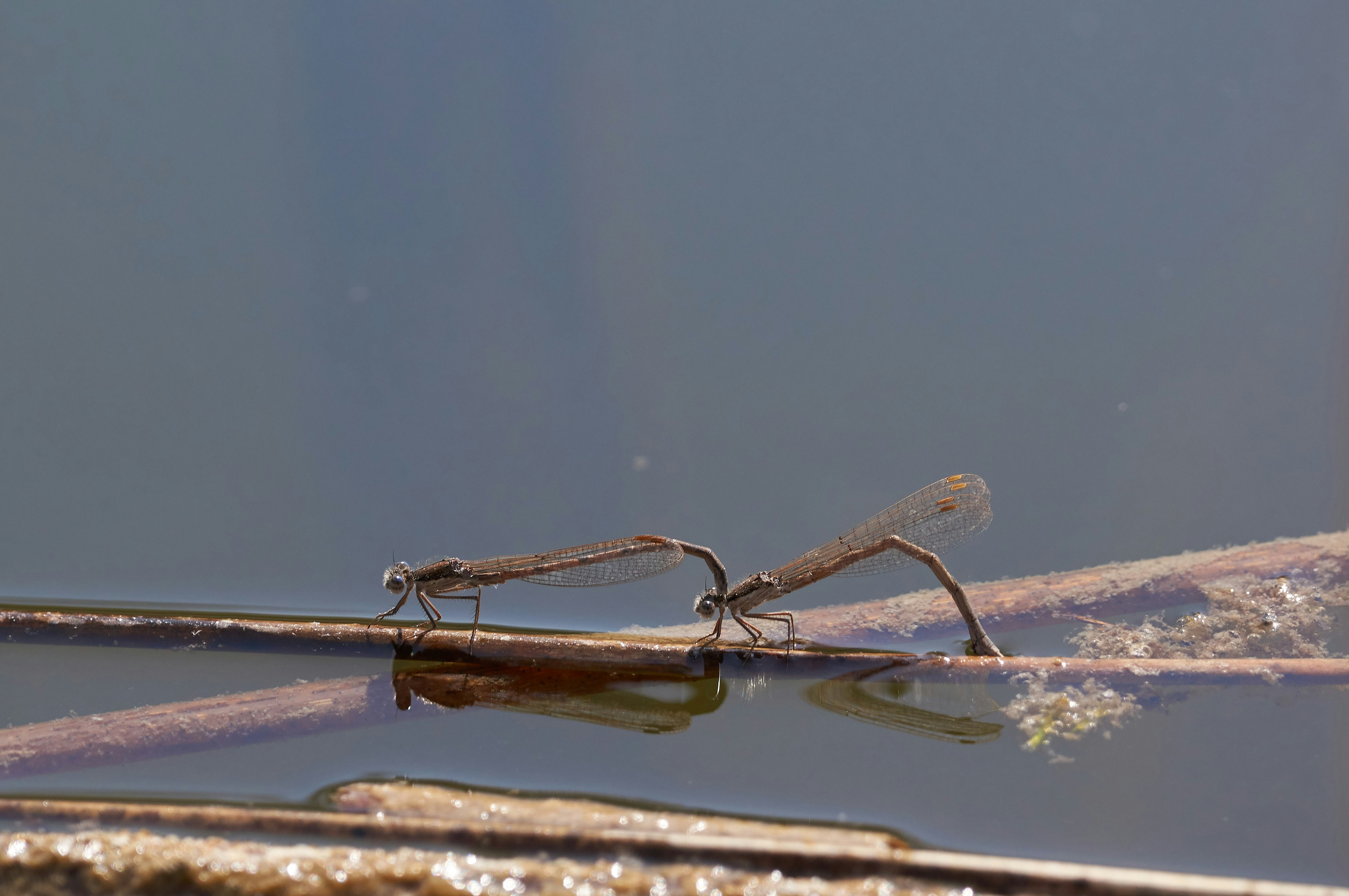 Photo by wolfgang_hasselmann