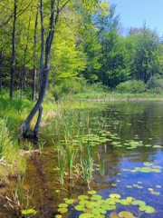 A natural pond with clear water surrounded by plants and wooden decking.