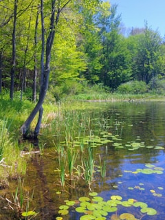A serene natural pond surrounded by lush green vegetation. Tall trees with fresh green leaves line the water's edge with reeds and other aquatic plants. Floating lily pads are visible on the clear water surface, reflecting the blue sky above.