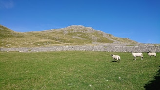 A peaceful pasture with sheep and goats grazing under a clear blue sky.