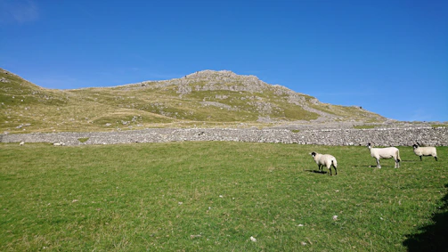 A peaceful pasture with Dorper sheep grazing under a clear blue sky.