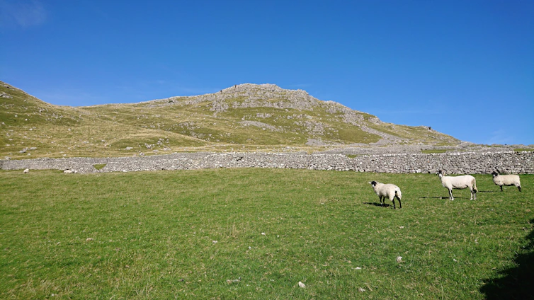 A peaceful pasture with karakul sheep grazing under a clear blue sky at Highland Sky Farm.
