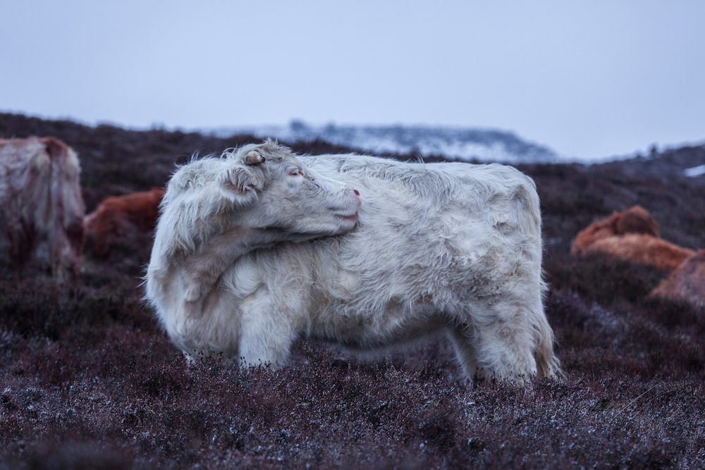 white sheep on brown grass field during daytime