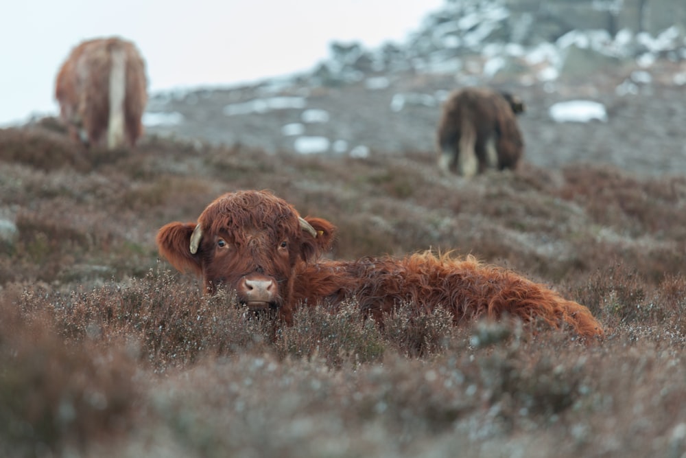 brown cow on green grass during daytime