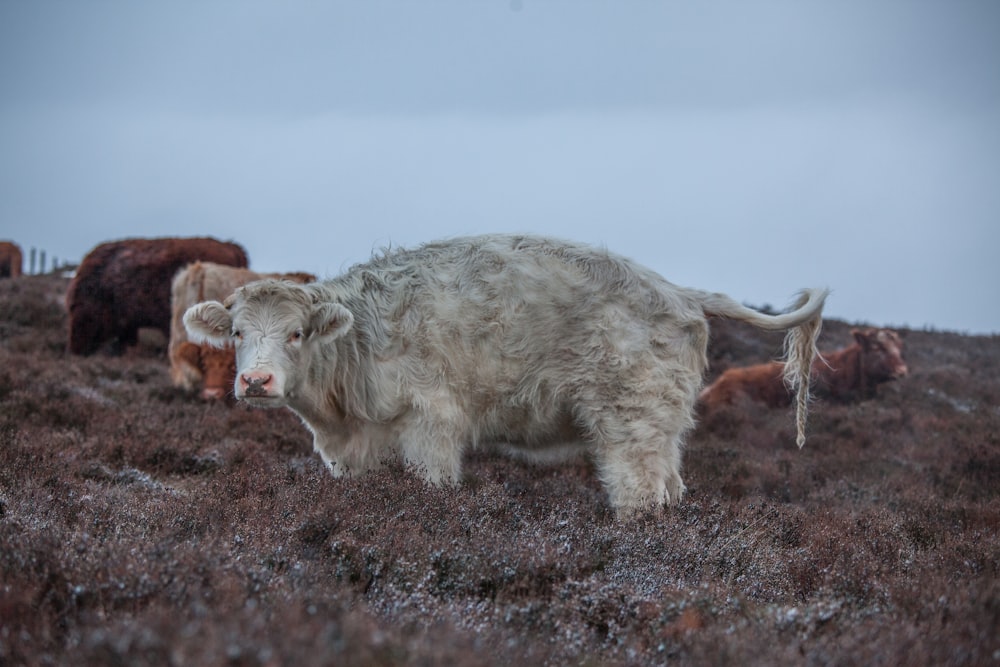 white sheep on brown grass field during daytime