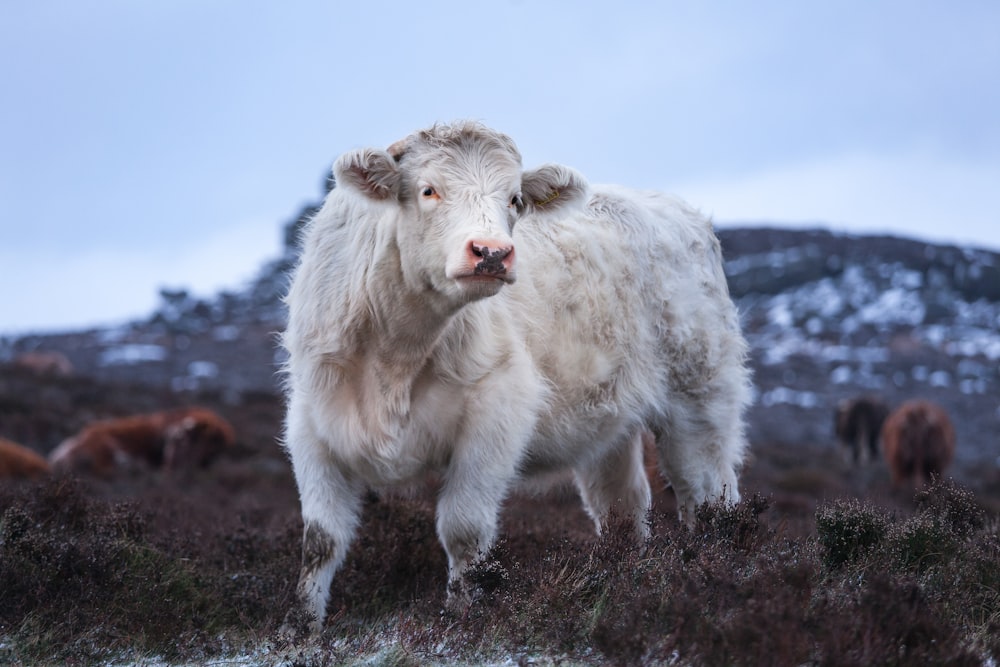 white sheep on green grass field during daytime