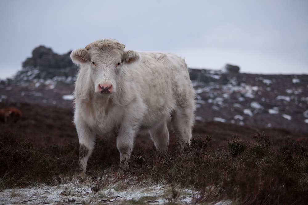 white cow on green grass field during daytime