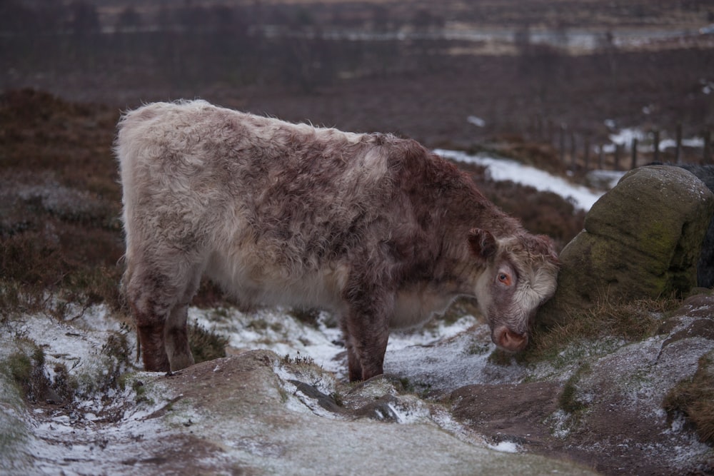 Animal blanco y marrón de 4 patas en suelo cubierto de nieve durante el día