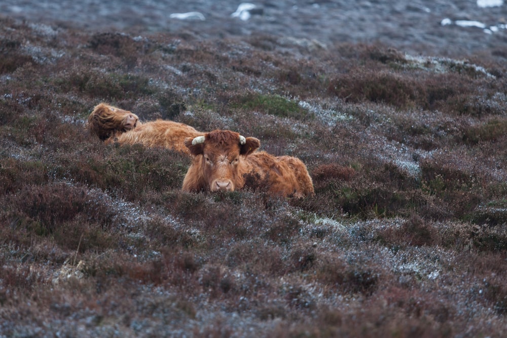 brown bear lying on ground covered with green grass during daytime