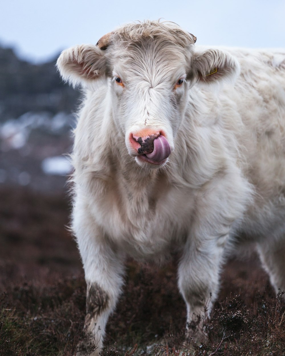 mucca bianca su campo marrone durante il giorno