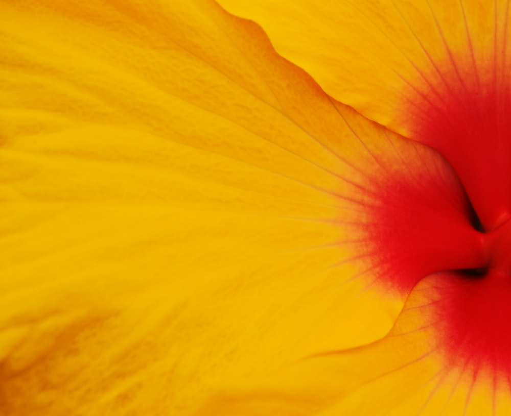 yellow and red flower in close up photography