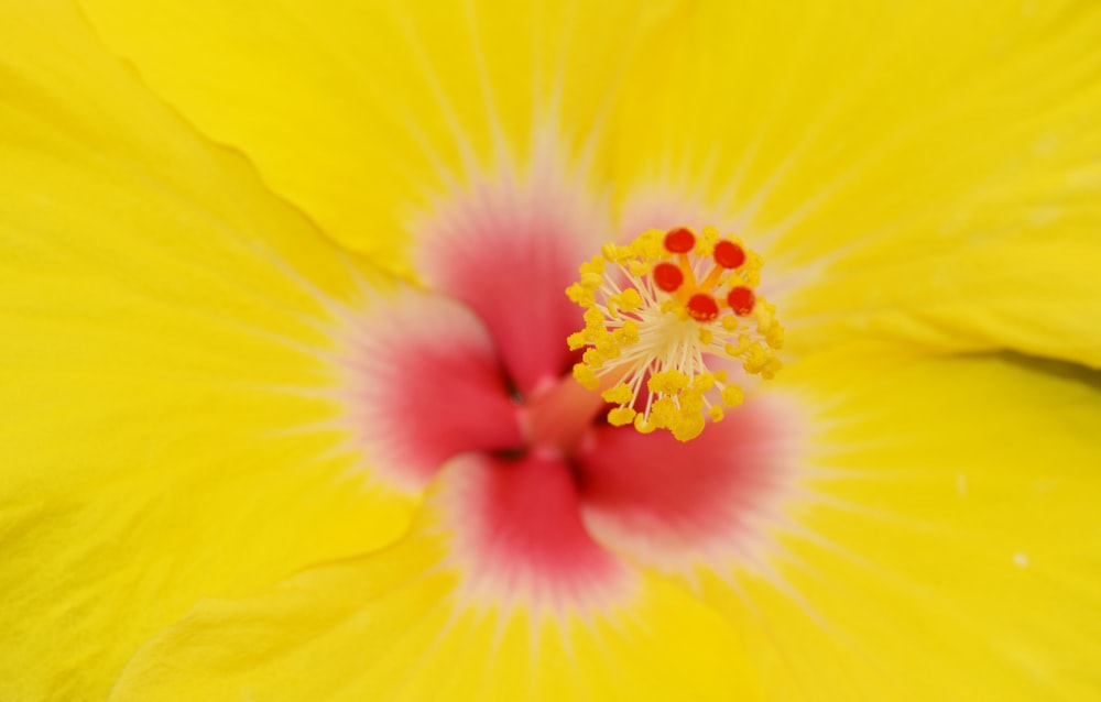 fleur jaune et rouge en macrophotographie