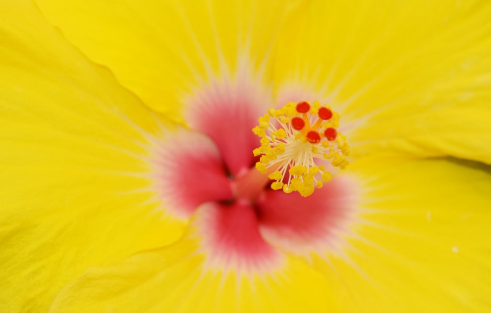 yellow and red flower in macro photography