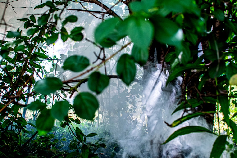 green leaves and water falls