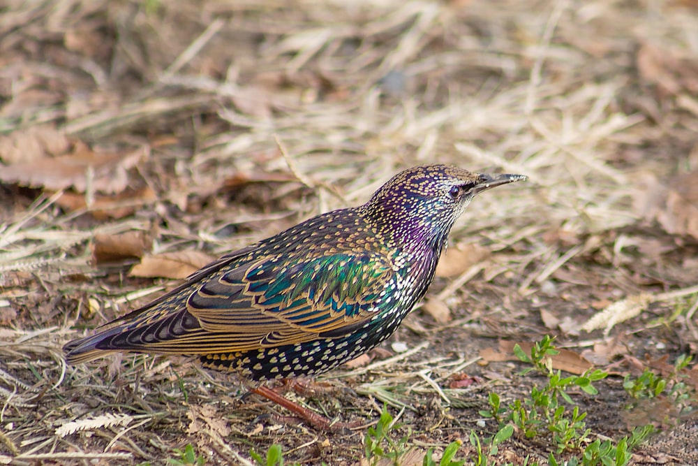 pássaro azul e marrom na grama verde durante o dia