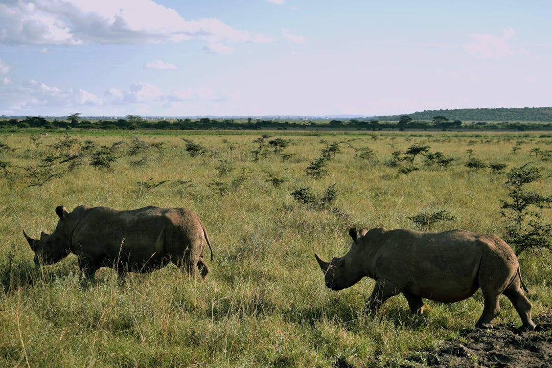 Plain photo spot National Park Kenya