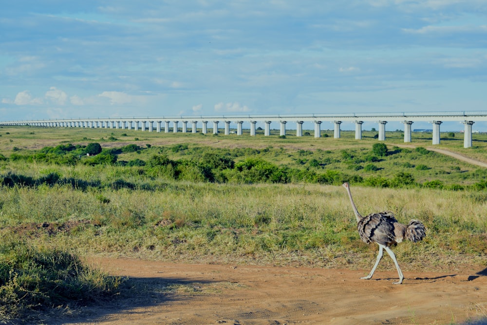 white and black dalmatian dog on brown dirt road during daytime