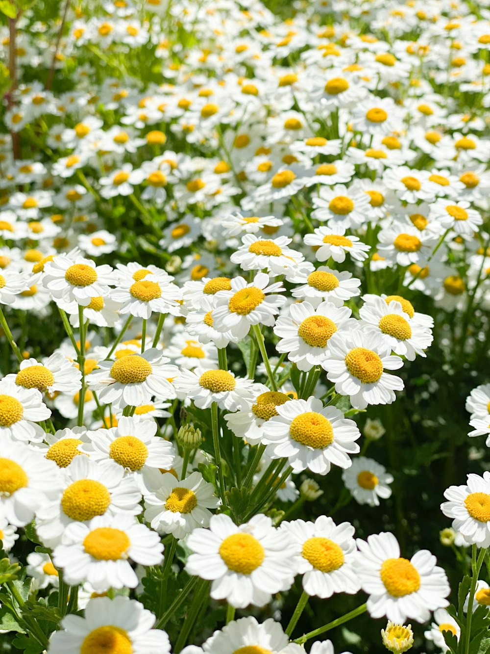 昼間の白と黄色の花