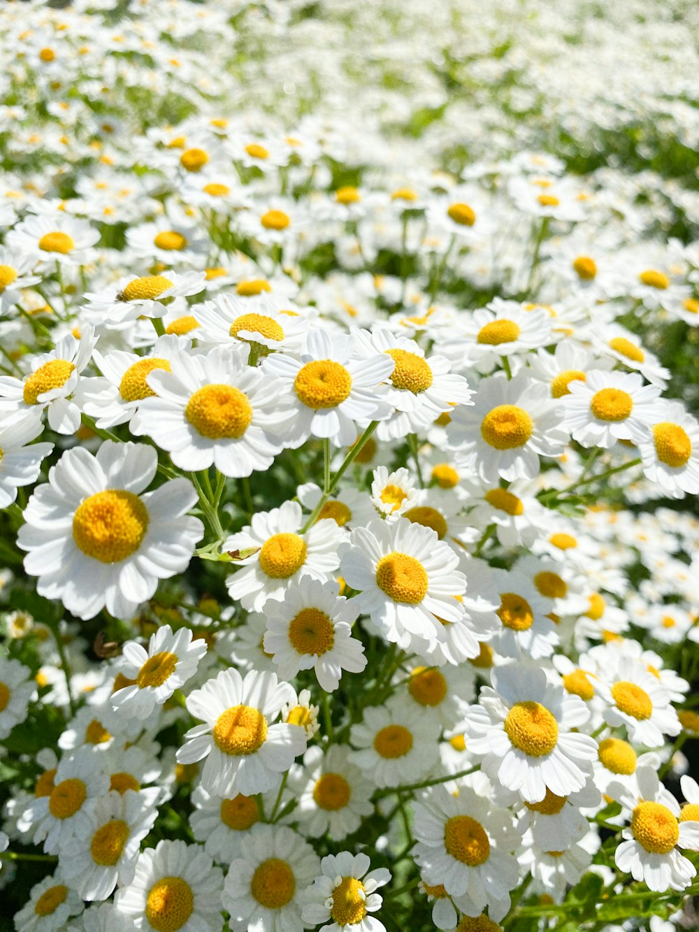 昼間の白と黄色の花