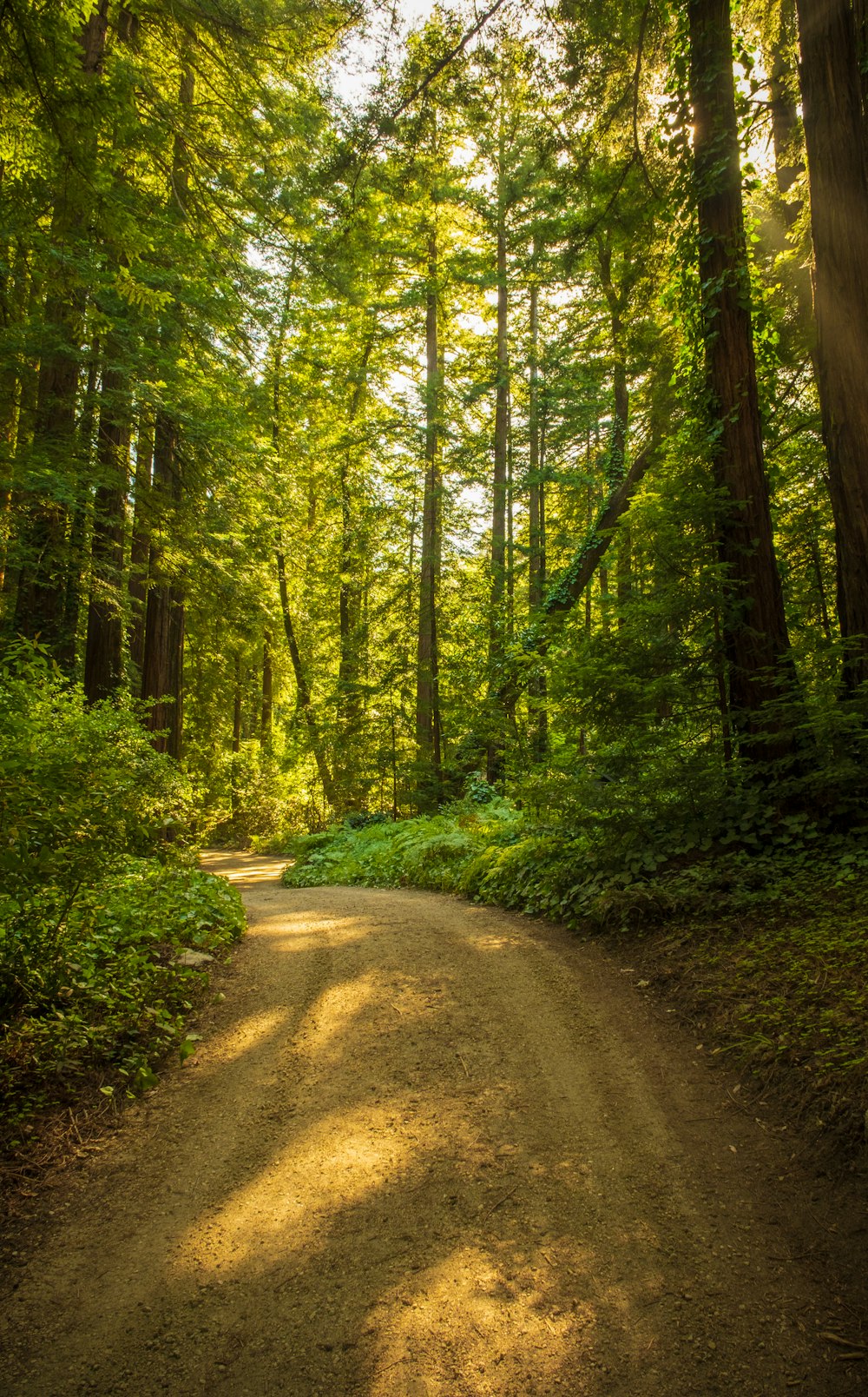 brown dirt road between green trees during daytime