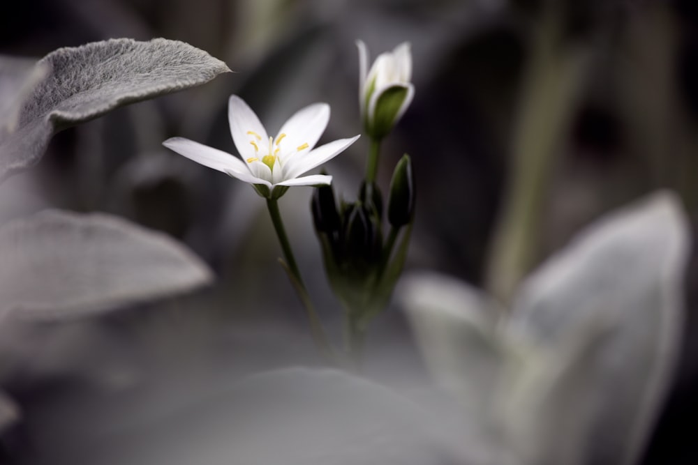 white lotus flower in bloom