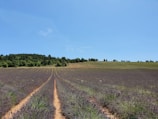 Sunlit lavender field stretching to the horizon under a clear blue sky.